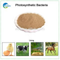 Feed Additive Photosynthetic Bacteria Fournisseur